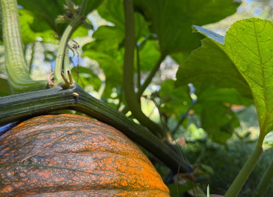 A pumpkin ripening on the vine beneath large green leaves