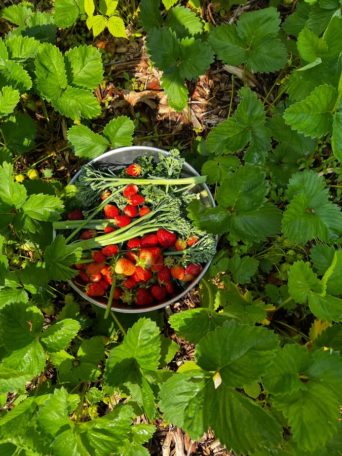 Fresh strawberries and garden harvest