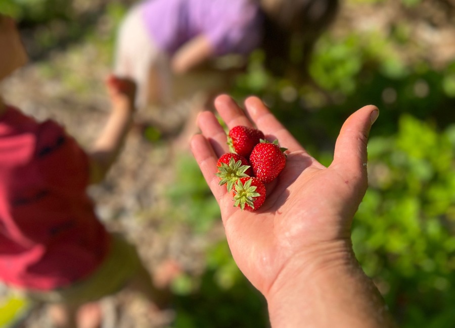 Freshly picked strawberries held in a hand while harvesting in the garden
