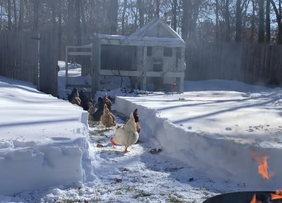 Backyard chickens walking through a cleared snow path toward their winter coop